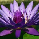 1 Pcs New 'Buddhaghosa' Nelumbo Nucifera Purple Water Lily