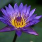 1 Pcs New 'Buddhaghosa' Nelumbo Nucifera Purple Water Lily