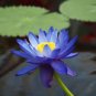 1 Pcs Blue Nelumbo Nucifera China Beautiful Lotus Pad Flower Pond Lotus