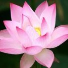 1 Pcs Emilia Pink Lotus Flower Nelumbo Nucifera DIY