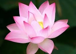 1 Pcs Emilia Pink Lotus Flower Nelumbo Nucifera DIY