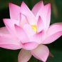 1 Pcs Emilia Pink Lotus Flower Nelumbo Nucifera DIY