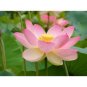 1 Pcs Emilia Pink Lotus Flower Nelumbo Nucifera DIY