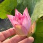 1 Pcs Emilia Pink Lotus Flower Nelumbo Nucifera DIY