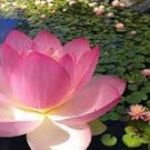 1 Pcs Luoyang Peonies Lotus Pink Nelumbo Nucifera DIY