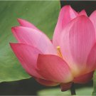 1 Pcs Pink Lotus Flower 1 Pcs Pink Lotus Flower