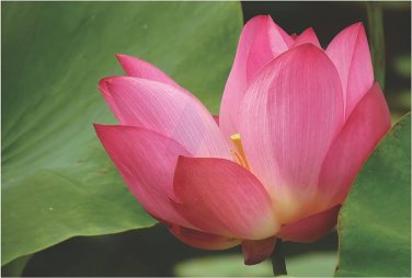 1 Pcs Pink Lotus Flower
