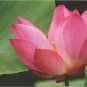 1 Pcs Pink Lotus Flower