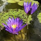 1 Pcs Seeds Dark Purple Water Lily Nymphaea Corolata Aquatic Plants
