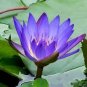 1 Pcs Seeds Dark Purple Water Lily Nymphaea Corolata Aquatic Plants