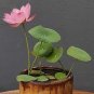 1 Pcs Mini Dark Red Bonsai Lotus Flower