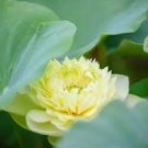 1 Pcs Golden Nelumbo Nucifera Lotus Flowers Pond Plants Bonsai Indoor available