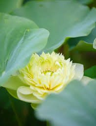 1 Pcs Golden Nelumbo Nucifera Lotus Flowers Pond Plants Bonsai Indoor available
