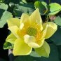 1 Pcs Golden Nelumbo Nucifera Lotus Flowers Pond Plants Bonsai Indoor available