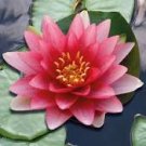 1 Pcs Red Night Water Lily Seeds Pond Plants