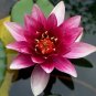 1 Pcs Red Night Water Lily Seeds Pond Plants