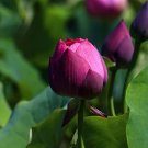 1 Pcs Heirloom Purple Red Water Lily 1 Pcs Heirloom Purple Red Water Lily