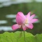 1 Pcs Heirloom Purple Red Water Lily