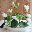 1 Pcs Mini Purely White Bonsai Lotus Flower