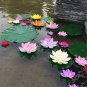 1 Pcs Mini Purely White Bonsai Lotus Flower