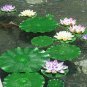 1 Pcs Mini Purely White Bonsai Lotus Flower