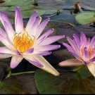 1 Pcs Purple Water Lily Pond Bud Flower 1 Pcs Purple Water Lily Pond Bud Flower
