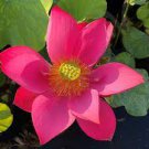1 Pcs Super Red Bonsai Lotus Nelumbo Nucifera Flower