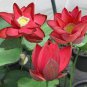 1 Pcs Super Red Bonsai Lotus Nelumbo Nucifera Flower