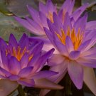 1 Pcs New Light Purple Water Nymph Flower 1 Pcs New Light Purple Water Nymph Flower