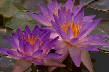 1 Pcs New Light Purple Water Nymph Flower