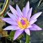 1 Pcs New Light Purple Water Nymph Flower
