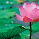 1 Pcs Heirloom Large Yellow Pink Nelumbo Nucifera Lotus 'Rising Sun' Flower