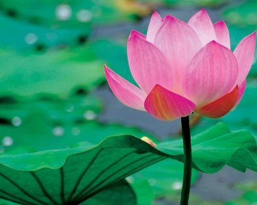 1 Pcs Heirloom Large Yellow Pink Nelumbo Nucifera Lotus 'Rising Sun' Flower