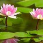 1 Pcs Heirloom Large Yellow Pink Nelumbo Nucifera Lotus 'Rising Sun' Flower