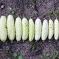 1 Pcs Miniature Sweet White Cucumber Cucumis Sativus