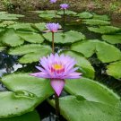 1 Pcs Blue Lotus Flowers Nymphaea Caerulea Asian Water Lily Pad Flower Pond 1 Pcs Blue Lotus Flowers Nymphaea Caerulea Asian Water Lily Pad Flower Pond