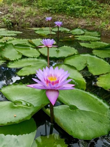 1 Pcs Blue Lotus Flowers Nymphaea Caerulea Asian Water Lily Pad Flower Pond