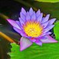 1 Pcs Blue Lotus Flowers Nymphaea Caerulea Asian Water Lily Pad Flower Pond