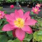 1 Pcs New Variety Sunset Red Nelumbo Nucifera Lotus