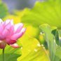 1 Pcs New Variety Sunset Red Nelumbo Nucifera Lotus
