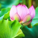 1 Pcs New Golden Red Nelumbo Nucifera Pond Lotus