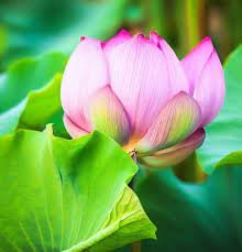 1 Pcs New Golden Red Nelumbo Nucifera Pond Lotus