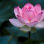 1 Pcs New Golden Red Nelumbo Nucifera Pond Lotus