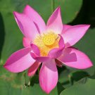 1 Pcs New Bonsai Balcony Red Multi-petalled Lotus Flower