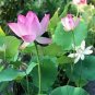 1 Pcs New Bonsai Balcony Red Multi-petalled Lotus Flower