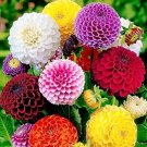 30 Pcs Mixed 9 Colors Dwarf Dahlia Flower Red Yellow Orange Pink Dark Red etc Mixed