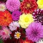 30 Pcs Mixed 9 Colors Dwarf Dahlia Flower Red Yellow Orange Pink Dark Red etc Mixed