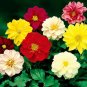30 Pcs Mixed 9 Colors Dwarf Dahlia Flower Red Yellow Orange Pink Dark Red etc Mixed
