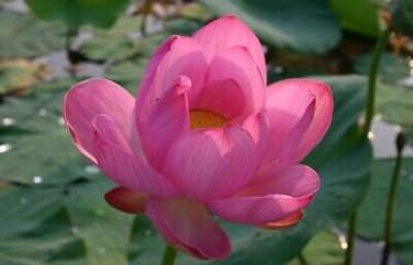 1 Pcs Pink Nelumbo Nucifera Lotus Flowers Pond Plants Bonsai Indoor available