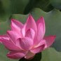 1 Pcs Pink Nelumbo Nucifera Lotus Flowers Pond Plants Bonsai Indoor available